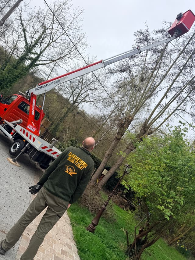 élagueur pierre en train d'abattre un arbre